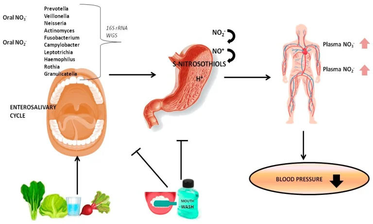 The Science Behind Nitric Oxide Production: How Your Mouth Contributes to Cardiovascular Health